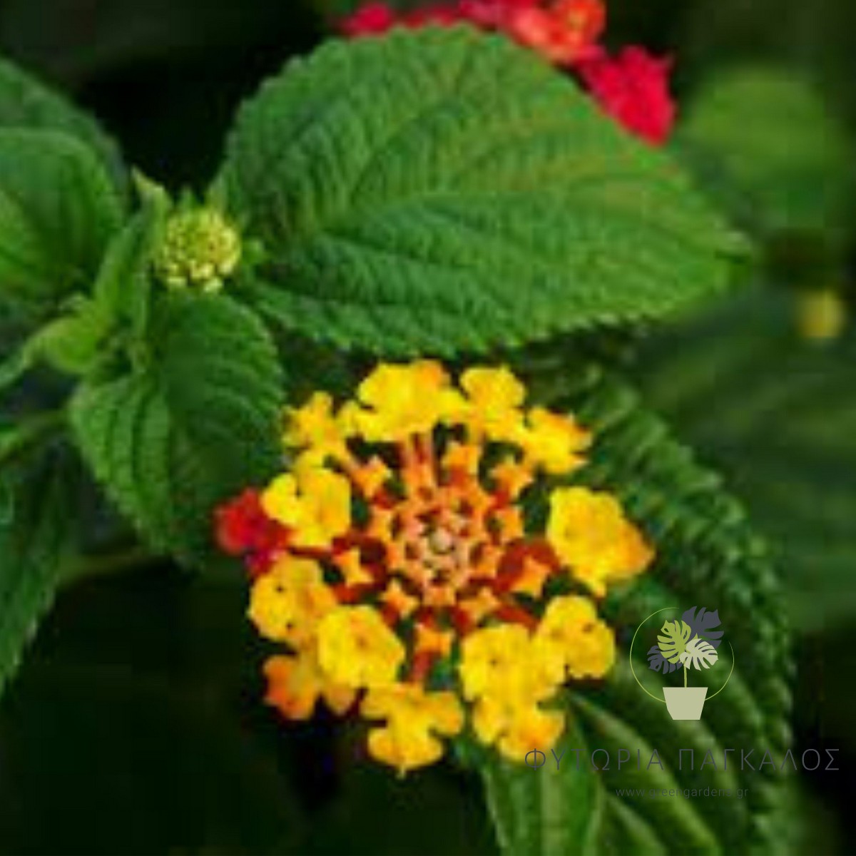 Λαντάνα (Lantana montevidensis) – Πολύχρωμο Ανθοφόρο Φυτό - 1